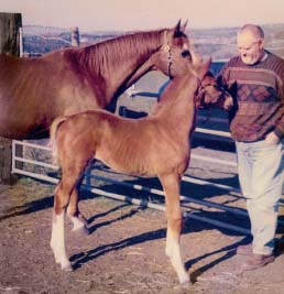 Dream as a foal with Rewbell and Brian Our allotment where Dream was - photo 14