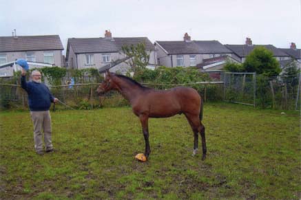 Ianto on our allotment with Brian We brought him up together after Rewbells - photo 18