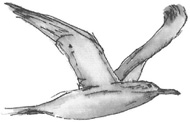 Dont Shoot the Albatross Nautical Myths and Superstitions - image 7