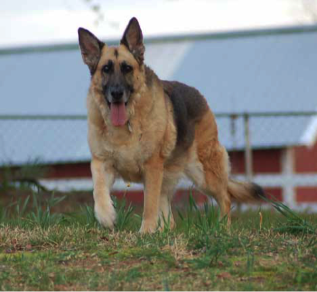 Your Total German Shepherd Dog A Pet Owners Guide - photo 11