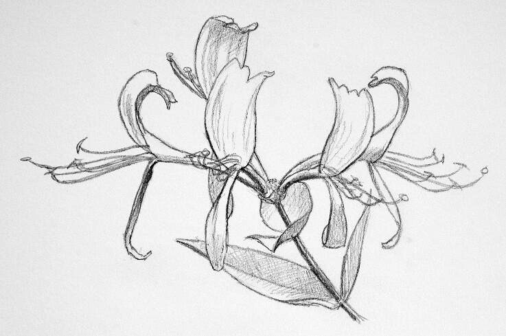 How To Draw Flowers A brief guide by Michael Terry Michael Terry Copyright - photo 1