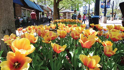 peach tulips along Boulders Pearl Street Mall deer near Garden of the Gods - photo 11