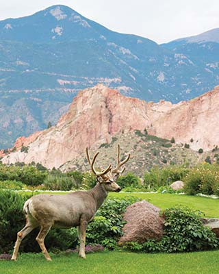 deer near Garden of the Gods bear at Cheyenne Mountain Zoo in Colorado - photo 12