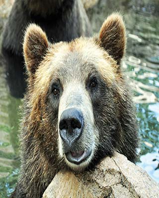 bear at Cheyenne Mountain Zoo in Colorado Springs Where To Go Denver - photo 13