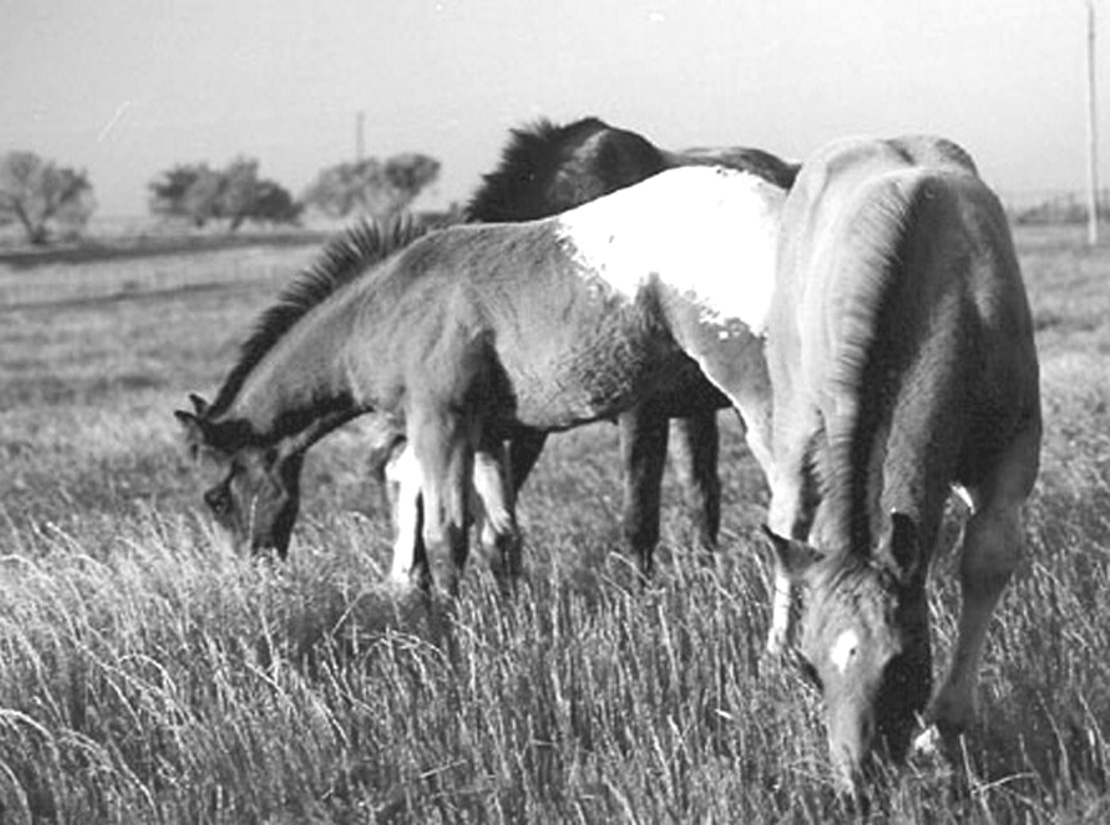 Shiner and Ace 2000 He Came Looking for Me is the story ofhow Shiner and Ace - photo 2