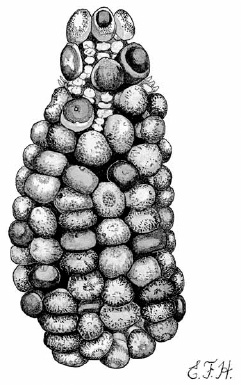 Flour corn variety from the high Andes grown at Ayers Creek Illustration by - photo 1