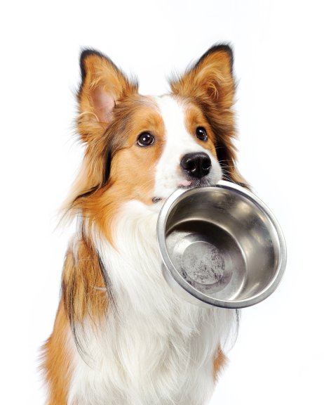 Dog Food Cookbook 41 Healthy and Easy Recipes for Your Best Friend - photo 6