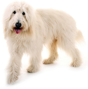 Goldendoodle Its name is the portmanteau of the shortened word golden from the - photo 4