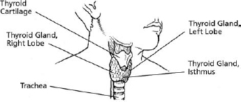 The thyroid gland contains 2 main types of cells thyroid follicular cells and - photo 3