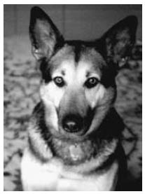 19902002 This book is dedicated to Dolph Lundgren my beloved canine companion - photo 5