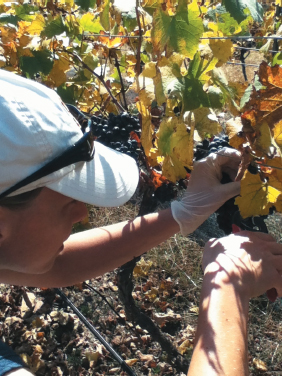 Hard at work picking grapes at Nobel prize-winner Brian Schmidts place - photo 10