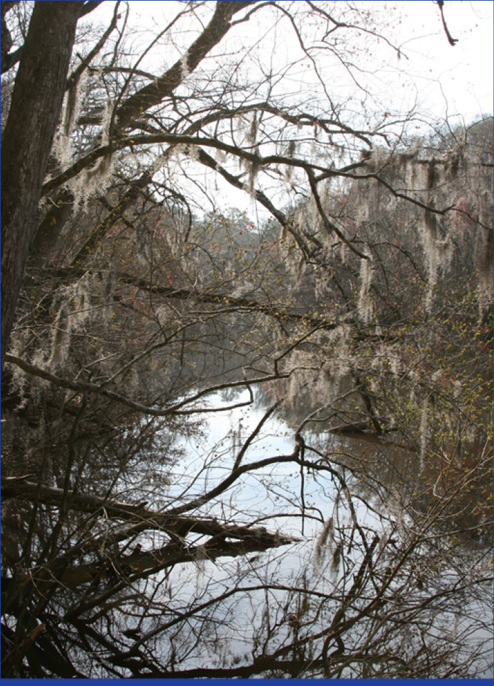 Spanish moss hanging from trees at Weston Lake Congaree is akin to a rarely - photo 1