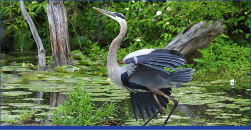 A great blue heron prepares for take-off Jim SchmidtNPS Northeastern Ohio - photo 1