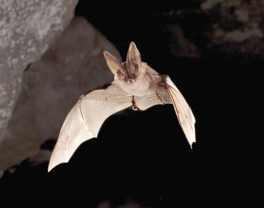 This big-eared bat flies with its ears extended forward The large ears help - photo 6