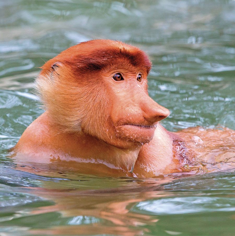 The proboscis monkey has evolved a large nose that amplifies its calls to warn - photo 3