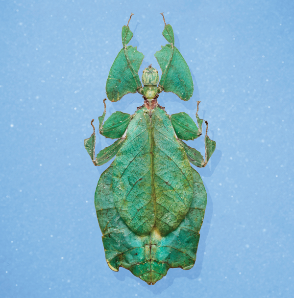 H Hawk Moth harmonizes hip Honeydew hue I Ironclad Beetle integrates - photo 8