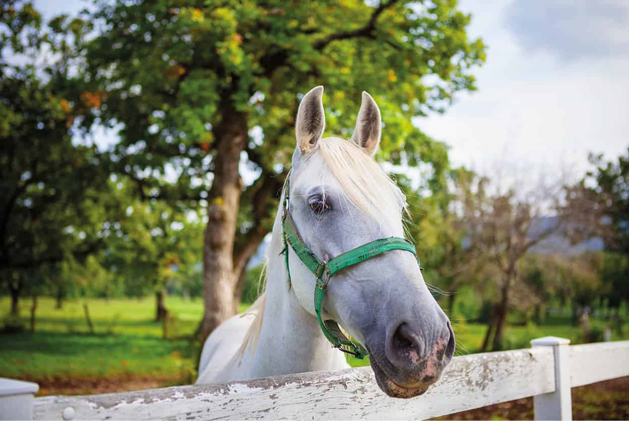 Top Attraction 2 iStock Lipica Stud Farm The home of the famous Lipizzaner - photo 5