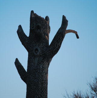 Though they look like the ghostly remains of stunted trees these structures - photo 8