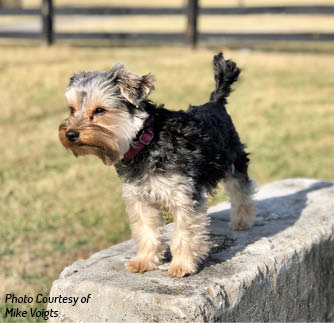 Personality Yorkies are very intelligent witty and can bring much laugher to - photo 2