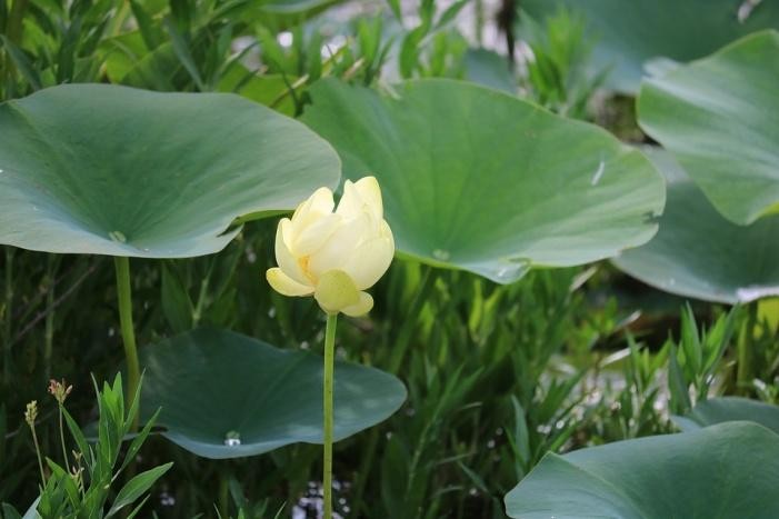 Figure 7 Lotus Leaves with Water Drops Flower Description Lotus flowers are - photo 7