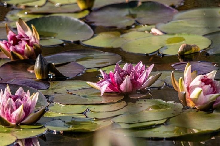 Figure 1 Water Gardening Both lotus and water lily prefer shallow ponds with a - photo 1