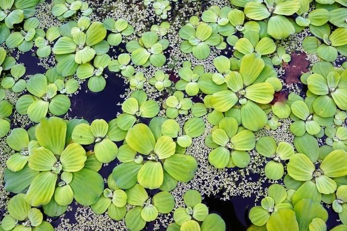 Figure 2 A Garden Pond with Water Plants How to Create a Water Garden You - photo 2