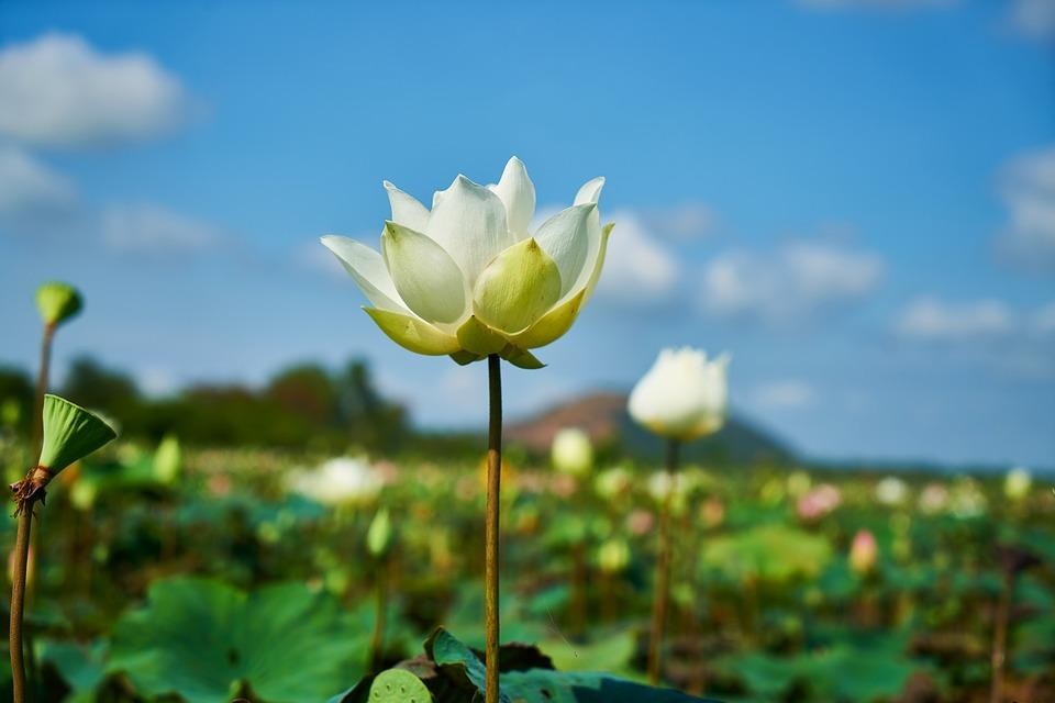 Figure 6 Lotus Plants with Buds Flowers and Fruits Lotus leaves are large and - photo 6