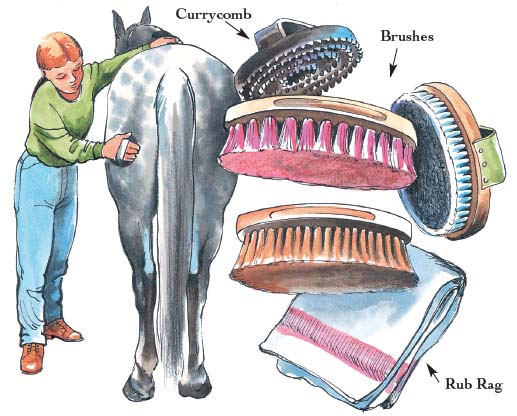 Here are the basic brushes and tools you will need for your grooming kit - photo 3