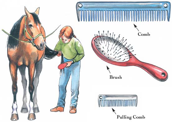 Brush and comb for mane and tail For mane and tail care use any or all of the - photo 4