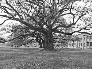 Live oak trees separate the front of the colony from the Mississippi River - photo 3