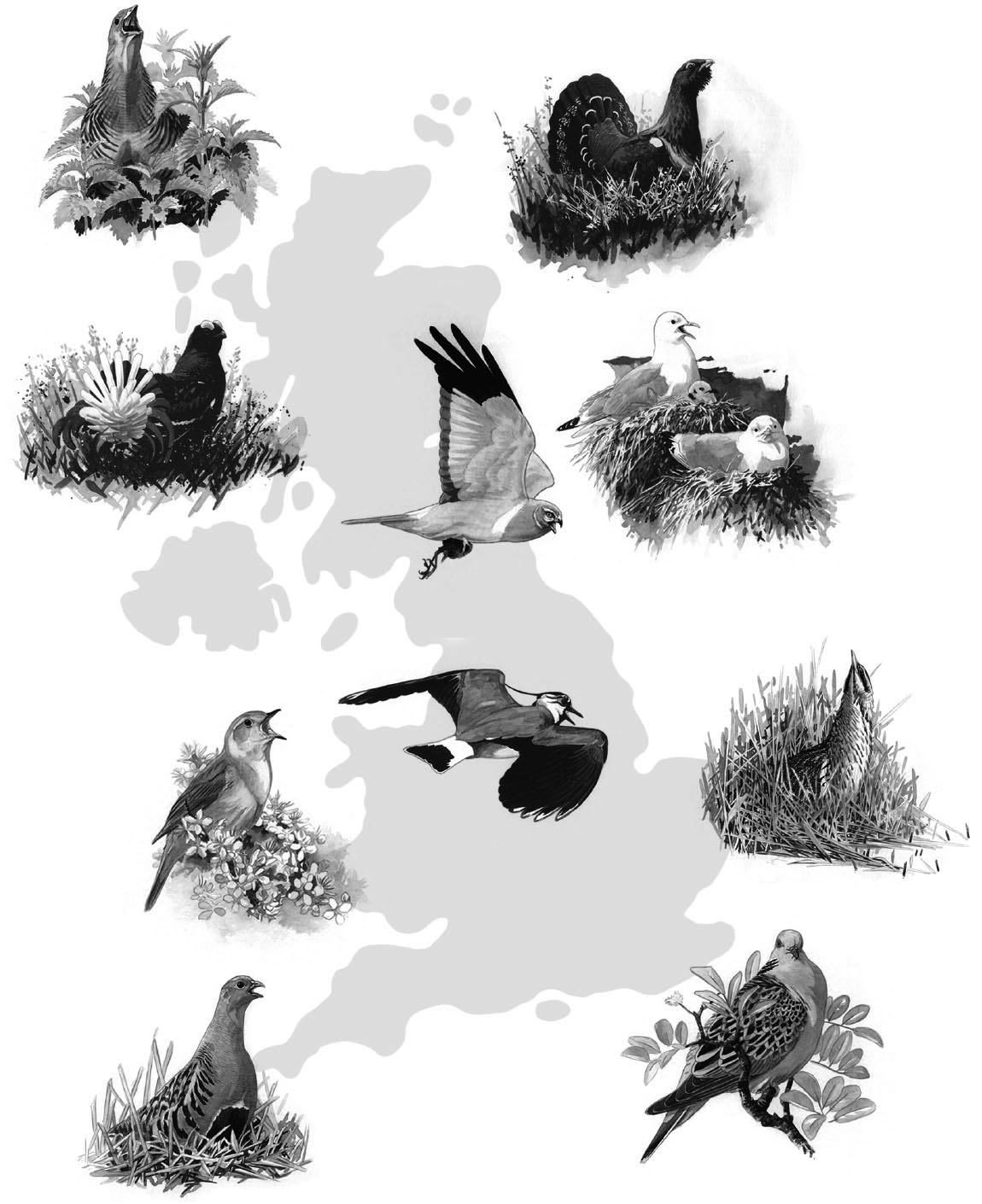 In Search of One Last Song Britains Disappearing Birds and the People Trying to Save Them - image 2