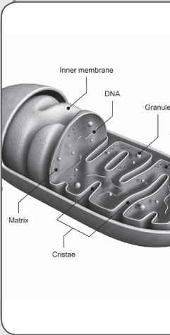 The Chemical Reactions of Life From Metabolism to Photosynthesis - photo 6