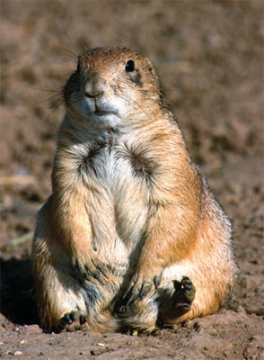 A black-tailed prairie dog Cynomys ludovicianus sits for a spell Prairie - photo 13