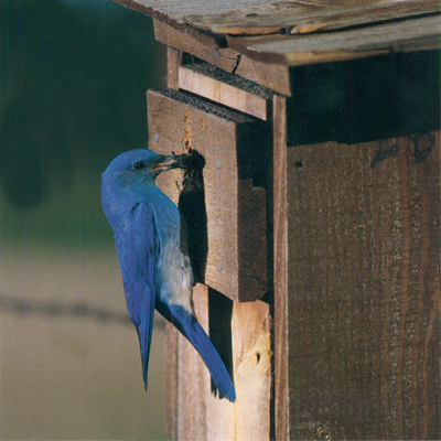 Stokes Field Guides Stokes Field Guide to Birds Eastern Region Stokes Field - photo 2