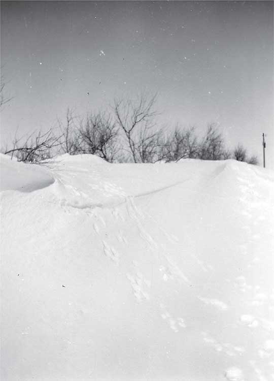 Snowdrifts reach the tops of large trees on the Emerich ranch Courtesy of - photo 3