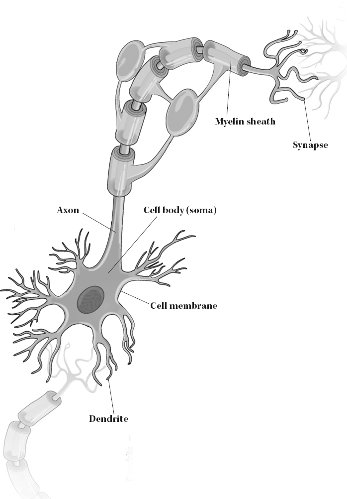 Figure Illustration of a neuron Figure modified from image May 27 2016 - photo 3