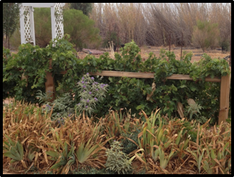 Trellising and fencing of ornamentals as a companion plants can be of good use - photo 2