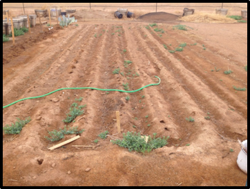 Small crop rows and utilizing a drip tape irrigation system conserves water and - photo 3