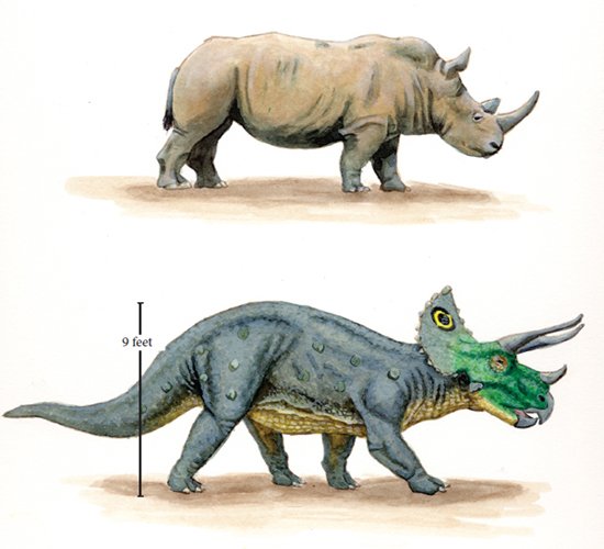 You can see how the size of Triceratops was almost the same as the size of a - photo 10