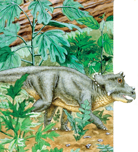 Triceratops lived on muddy flat land near slow rivers The rivers ran to a - photo 14