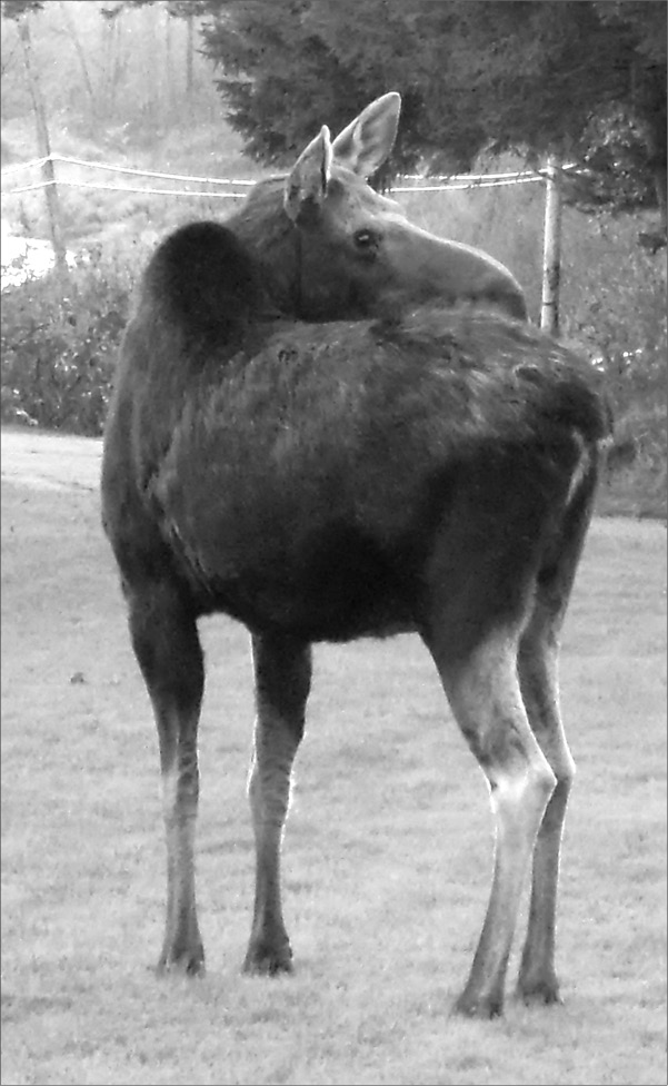 A visitor in my yard The aurora borealis also known as northern lights - photo 2