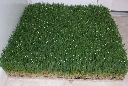 Wheatgrass is grown in 10 x 20 trays and thentaken out of the tray It is then - photo 6