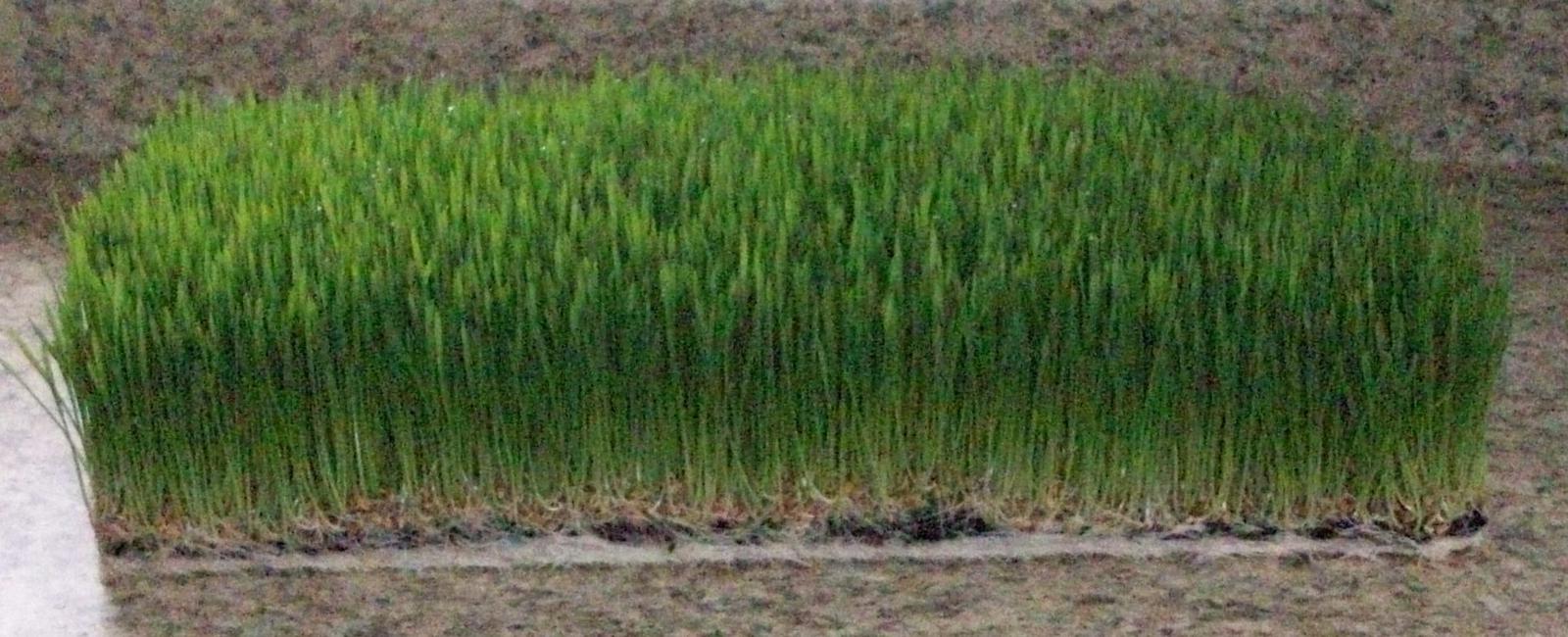 Floral designers use wheatgrass all yearround Our wheatgrass has been at the W - photo 1