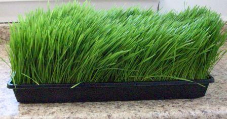 Wheatgrass is the leaves of young wheat Itis grown from the same seed as the - photo 8