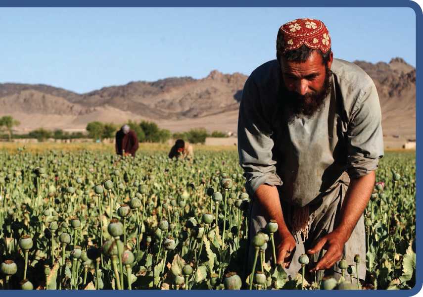 Outside Kandahar Afghanistan poppy farmer Abdul Samad slices opium poppies - photo 5