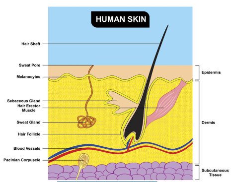 Although thin the skin is a complex system Its tissues work together to keep - photo 3