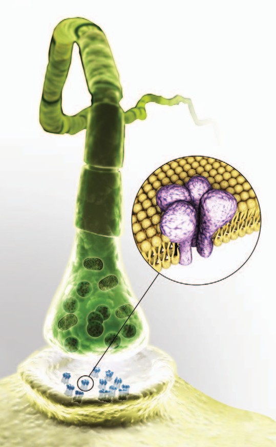 GABA receptors are the receptors that transmit gamma aminobutyric acid GABA - photo 4