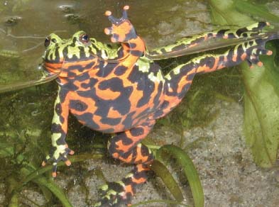 The Oriental fire-bellied toad Bombina orientalis is one of the gems of the - photo 2