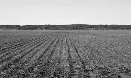 Looking across a cotton field toward Crowleys Ridge near Weona in Poinsett - photo 2