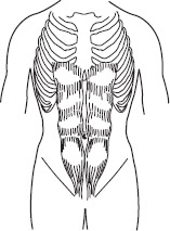 Rotation and forward flexion bending and twisting The internal and external - photo 2